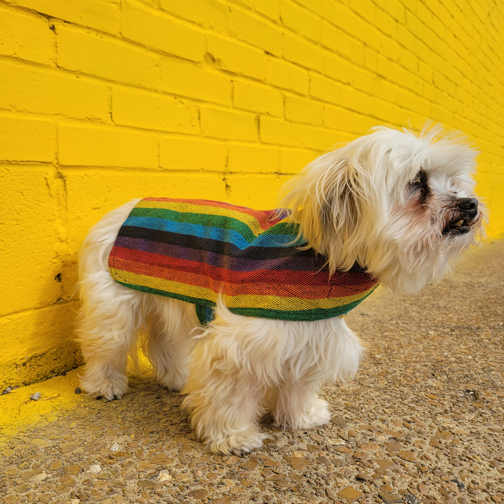 Dog Poncho Rainbow - Main Image
