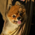 Dog Sling Carrier - Moab Woven