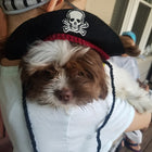 Pirate Hat for Cats and Dogs