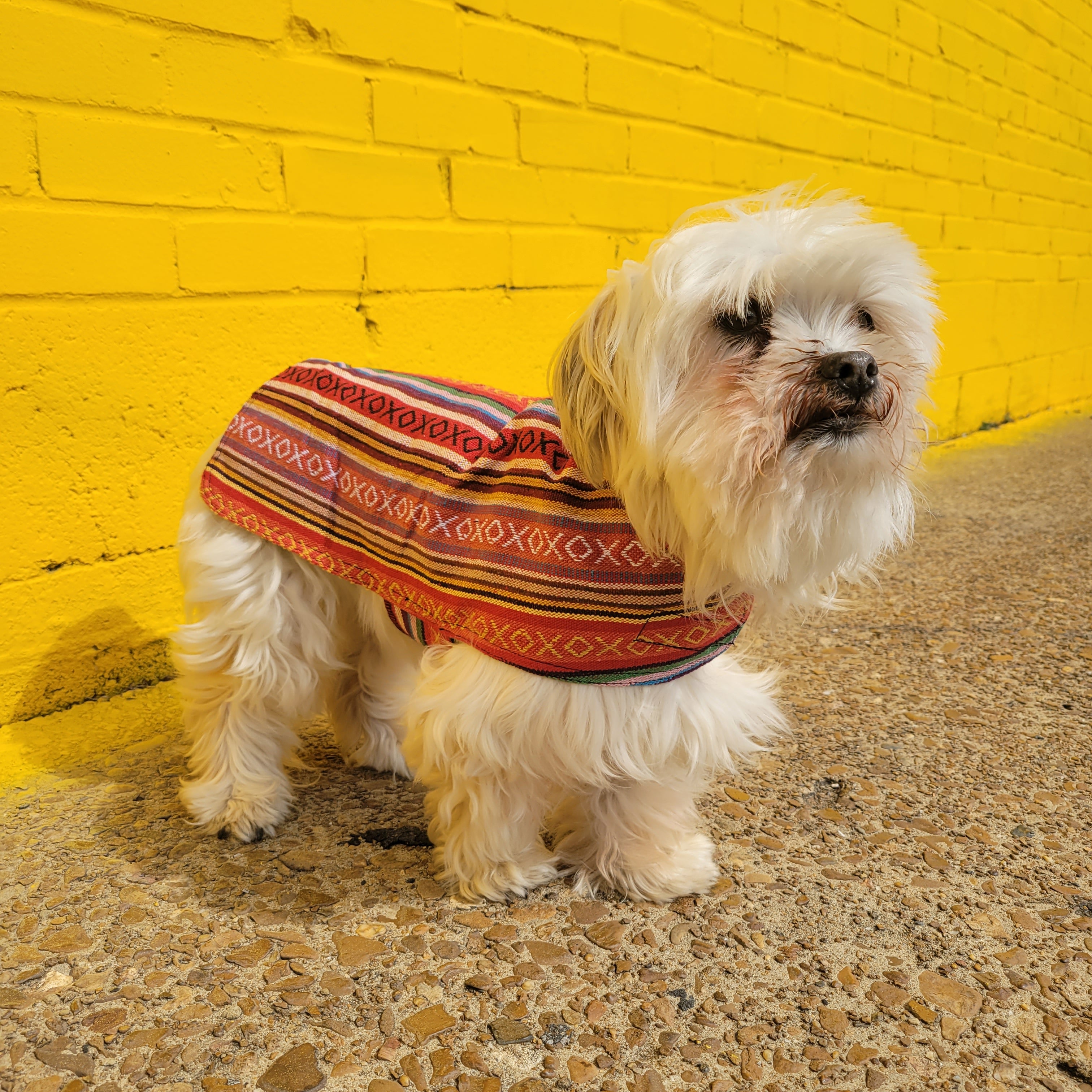 Dog 2024 poncho sweater