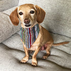 Dog Bandana Small - Bohemian Multi-color Woven